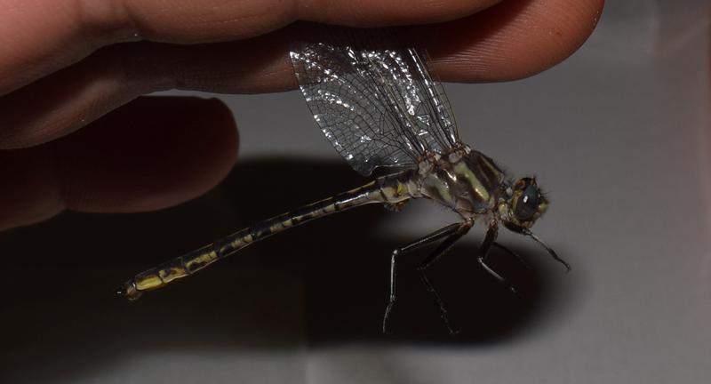 Photo of Dusky Clubtail