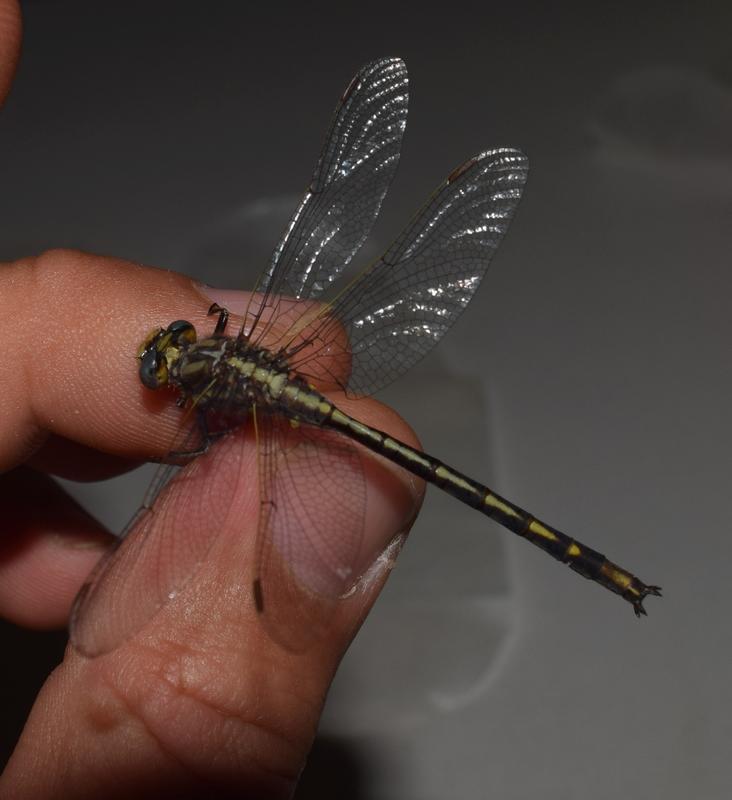 Photo of Dusky Clubtail
