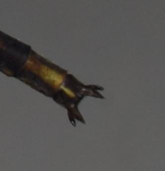 Photo of Dusky Clubtail
