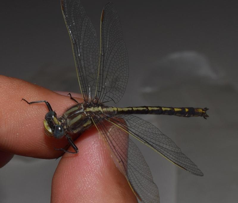 Photo of Dusky Clubtail