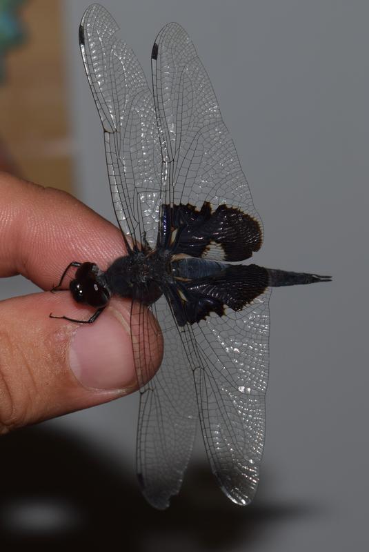 Photo of Black Saddlebags