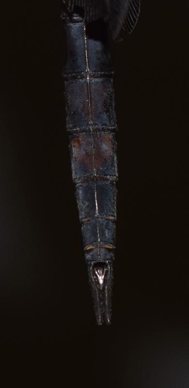 Photo of Black Saddlebags