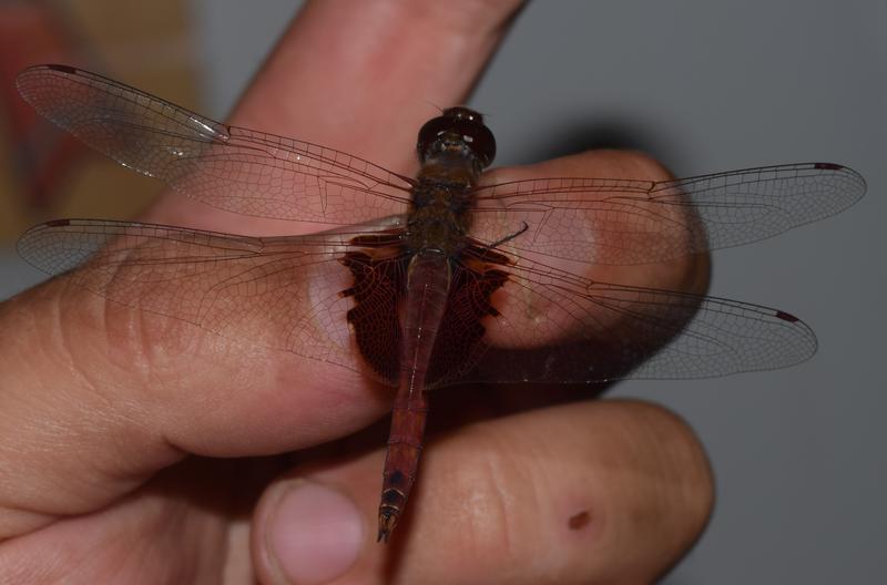 Photo of Red Saddlebags
