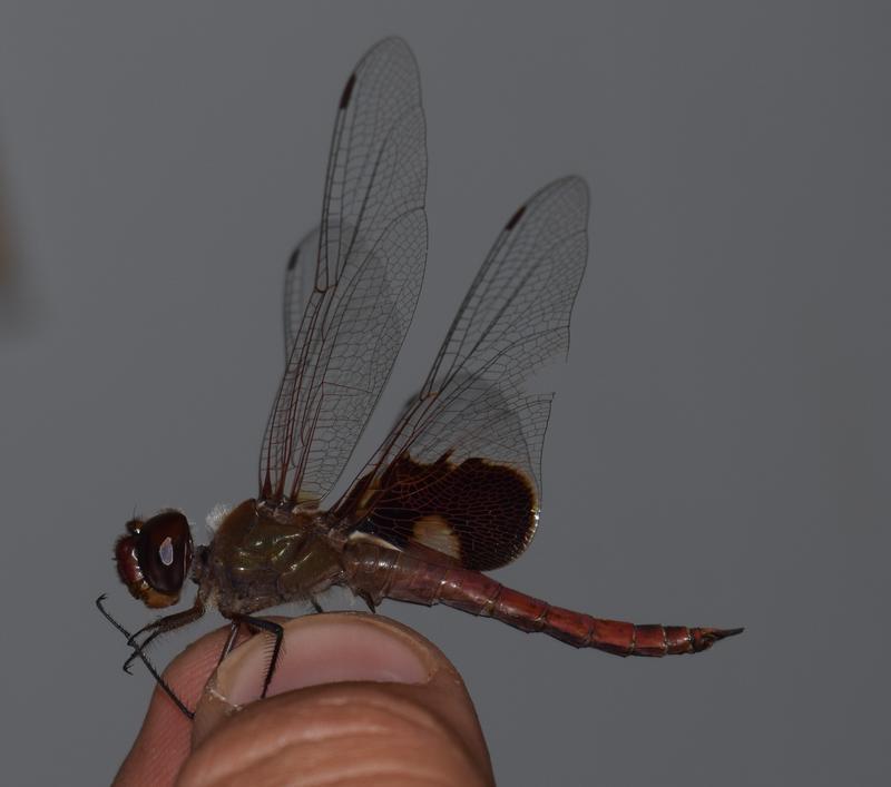 Photo of Red Saddlebags