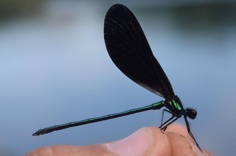 Photo of Ebony Jewelwing