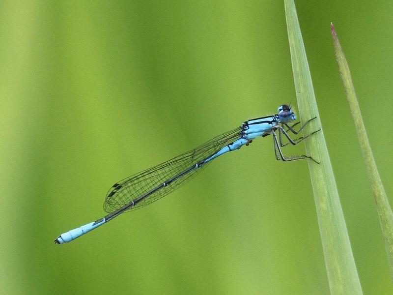 Photo of Azure Bluet