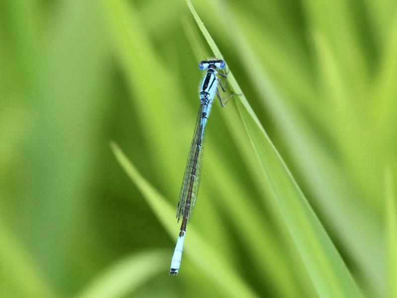 Photo of Azure Bluet