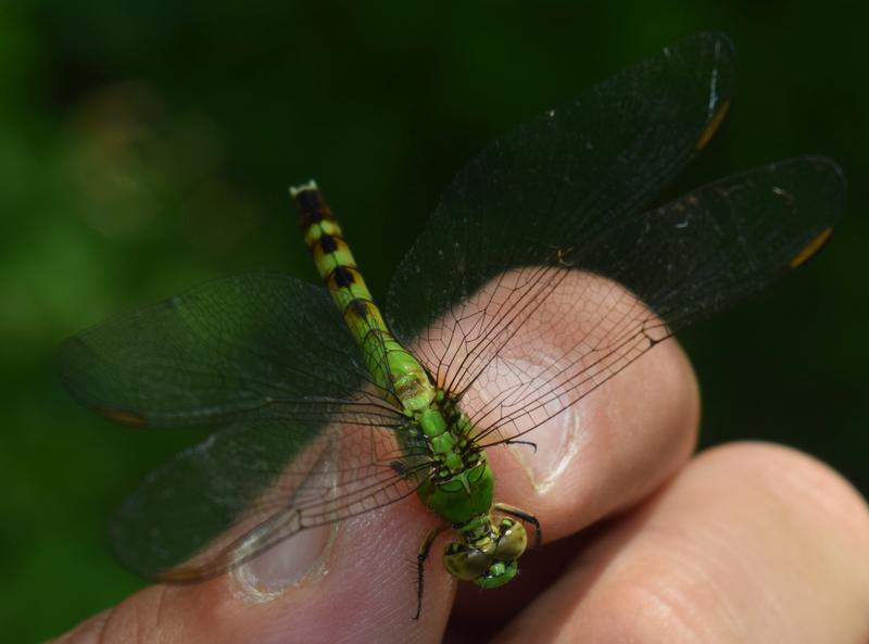 Photo of Eastern Pondhawk
