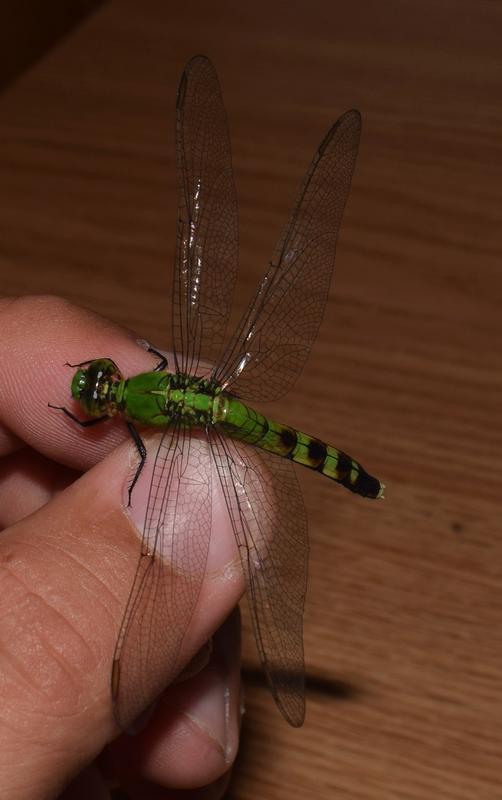 Photo of Eastern Pondhawk