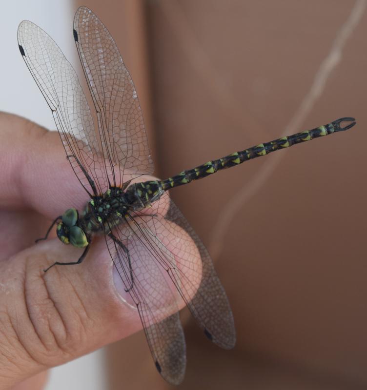 Photo of Harlequin Darner