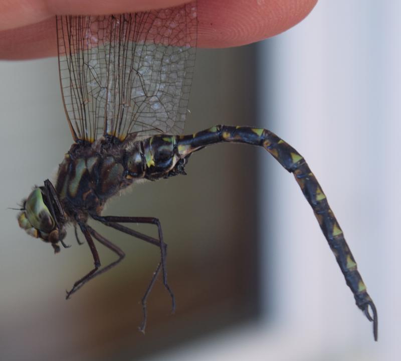 Photo of Harlequin Darner