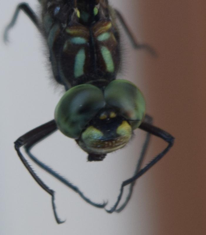 Photo of Harlequin Darner