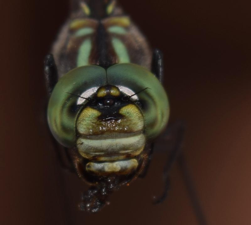 Photo of Harlequin Darner