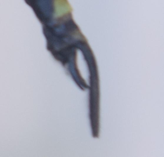 Photo of Harlequin Darner