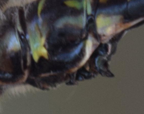 Photo of Harlequin Darner