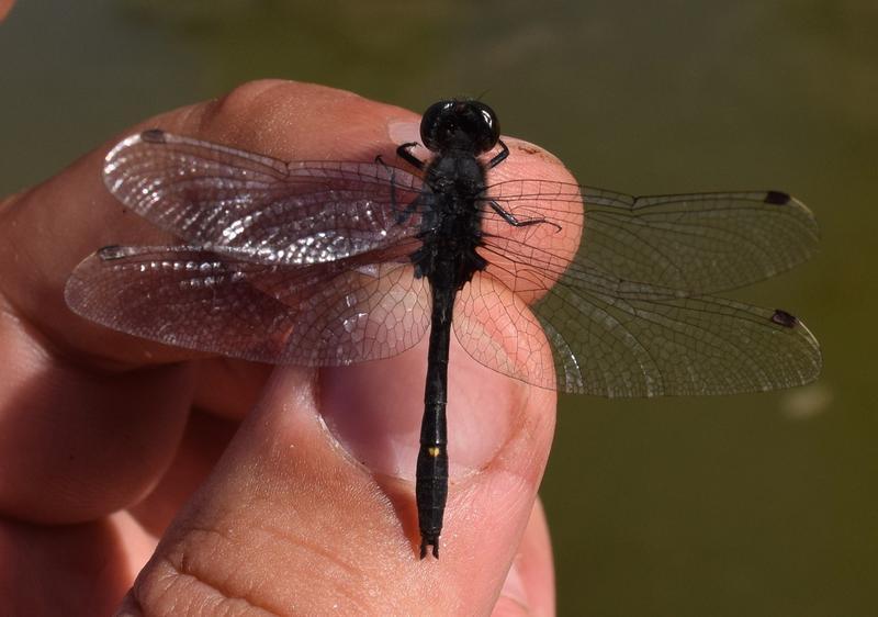 Photo of Dot-tailed Whiteface