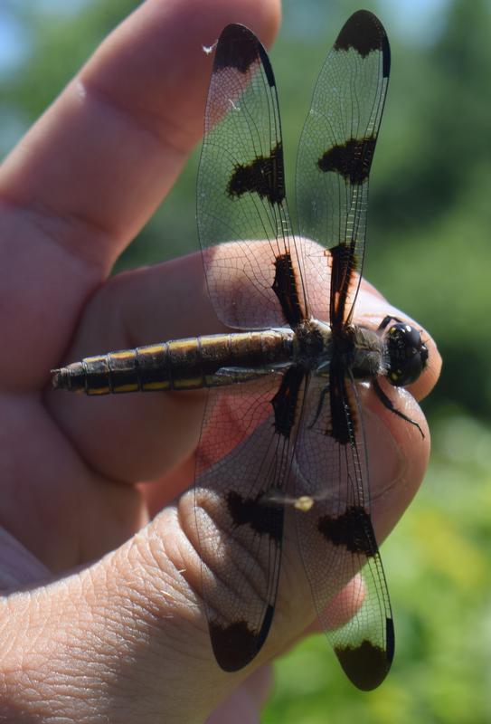 Photo of Twelve-spotted Skimmer