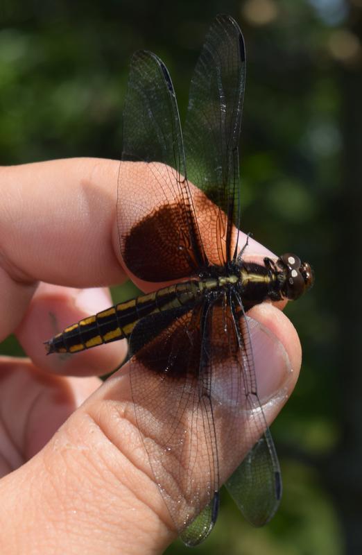 Photo of Widow Skimmer