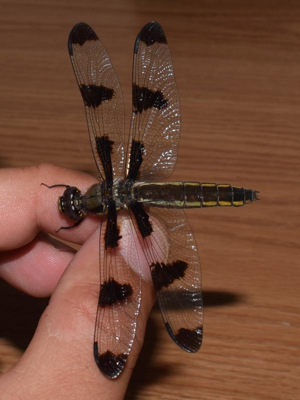 Photo of Twelve-spotted Skimmer