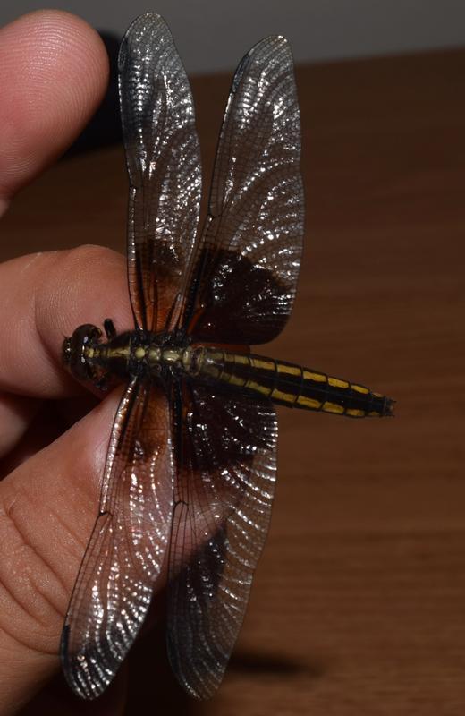 Photo of Widow Skimmer
