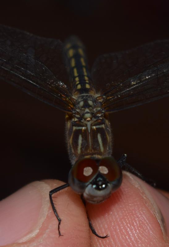 Photo of Blue Dasher