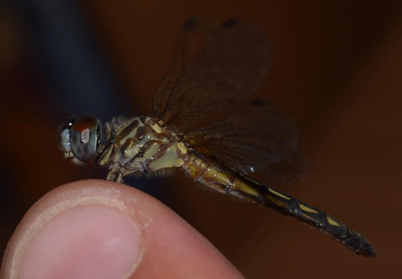 Photo of Blue Dasher