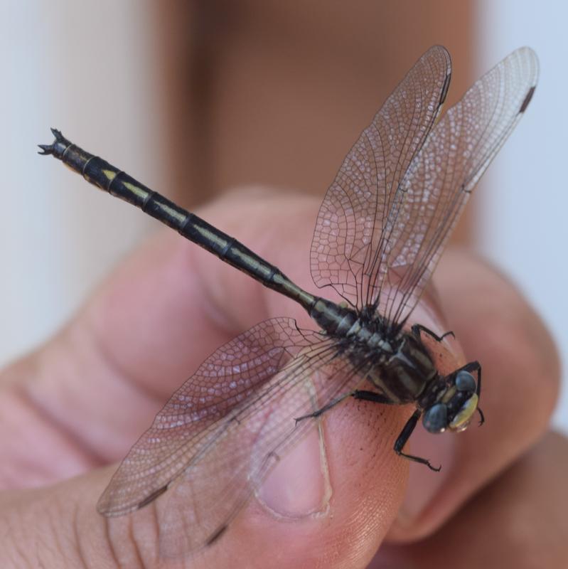 Photo of Dusky Clubtail