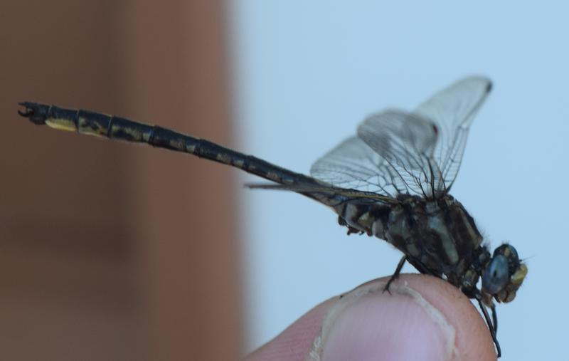 Photo of Dusky Clubtail
