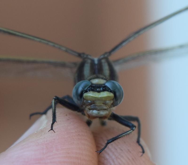 Photo of Dusky Clubtail