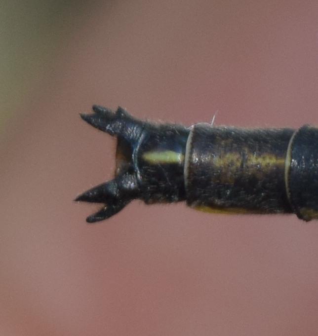 Photo of Dusky Clubtail