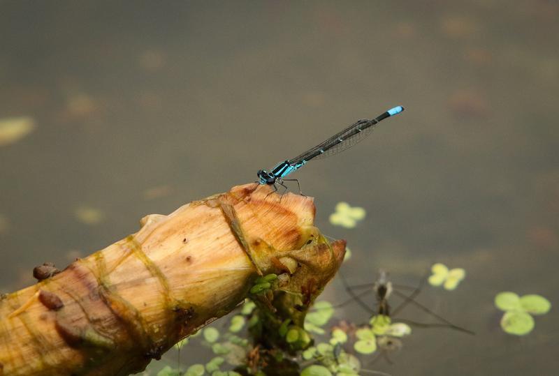 Photo of Skimming Bluet