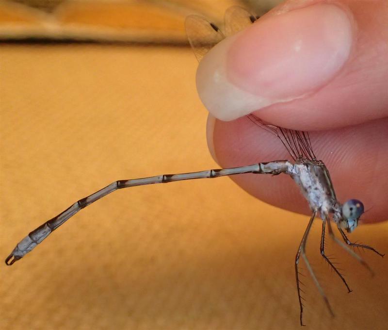 Photo of Southern Spreadwing