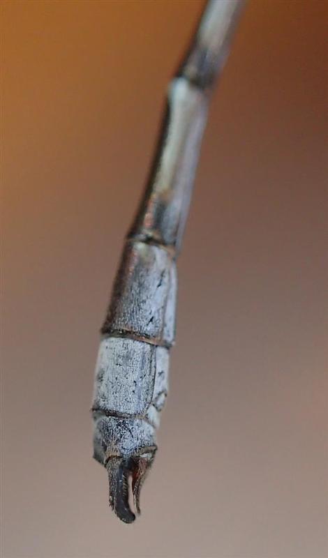 Photo of Southern Spreadwing