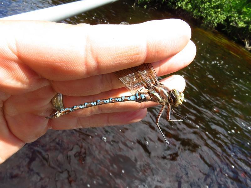 Photo of Springtime Darner