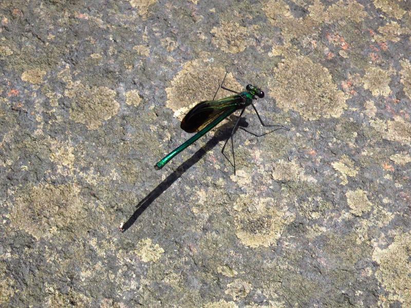 Photo of River Jewelwing