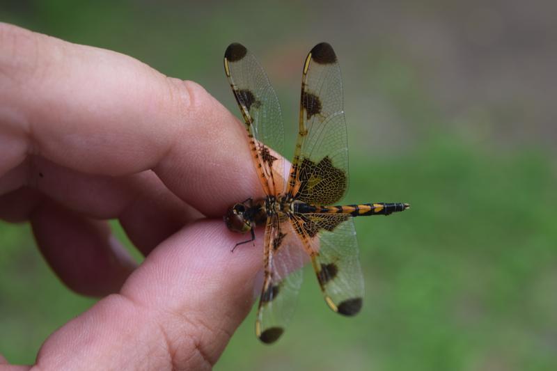 Photo of Calico Pennant