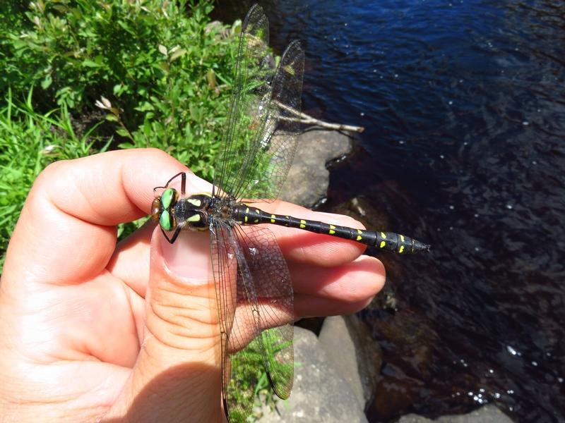 Photo of Twin-spotted Spiketail