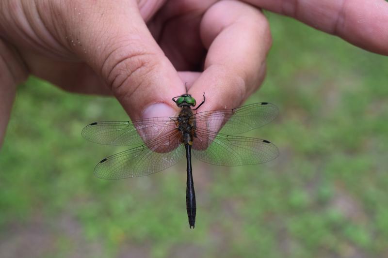 Photo of Racket-tailed Emerald