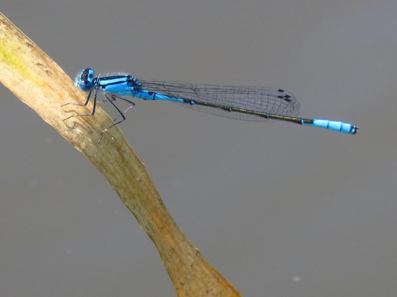 Photo of Azure Bluet