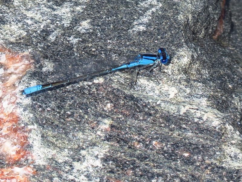 Photo of Azure Bluet