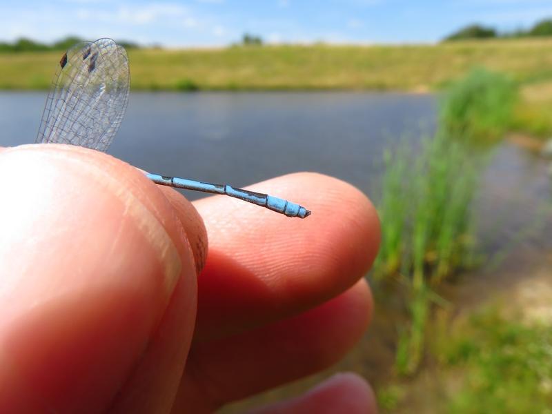 Photo of Familiar Bluet