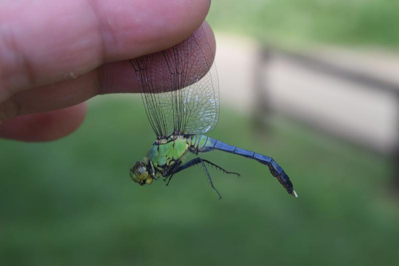 Photo of Eastern Pondhawk