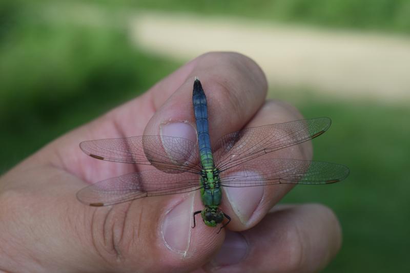 Photo of Eastern Pondhawk