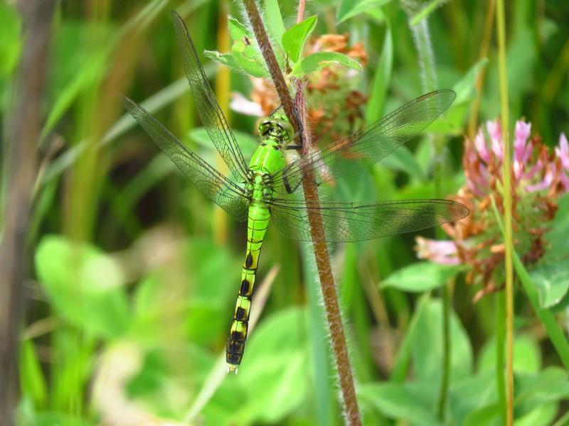 Photo of Eastern Pondhawk