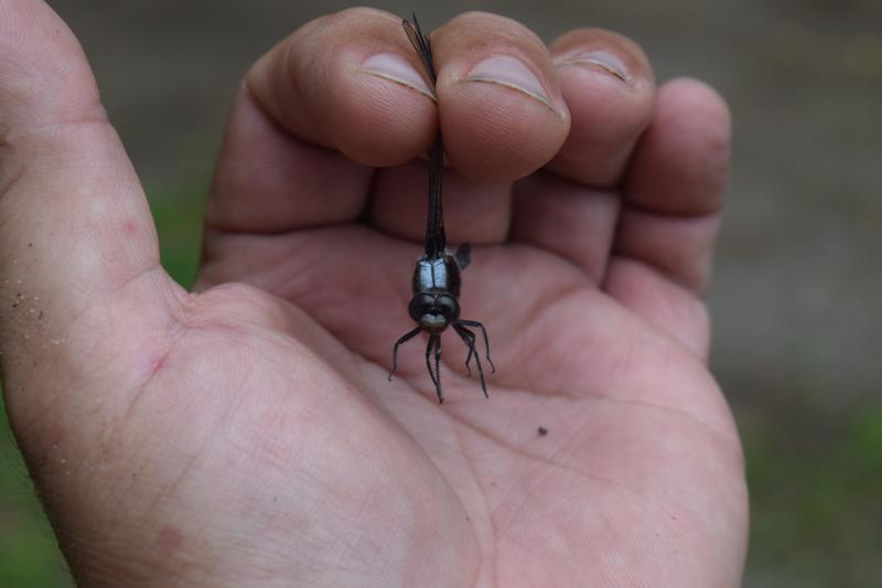 Photo of Chalk-fronted Corporal