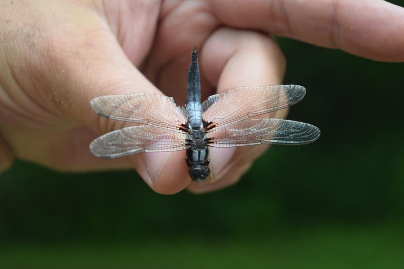 Photo of Chalk-fronted Corporal