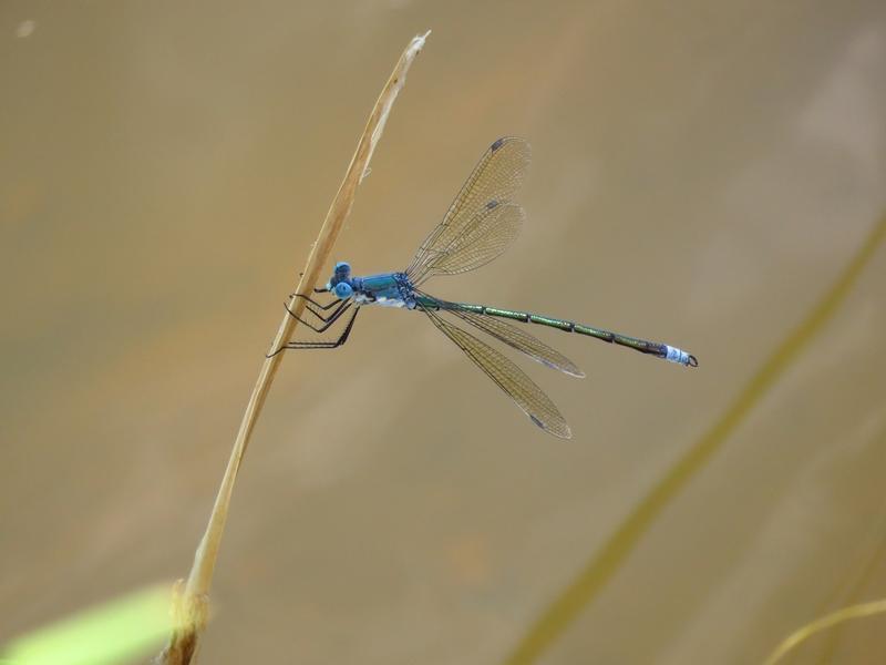 Photo of Amber-winged Spreadwing