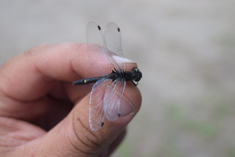 Photo of Dot-tailed Whiteface