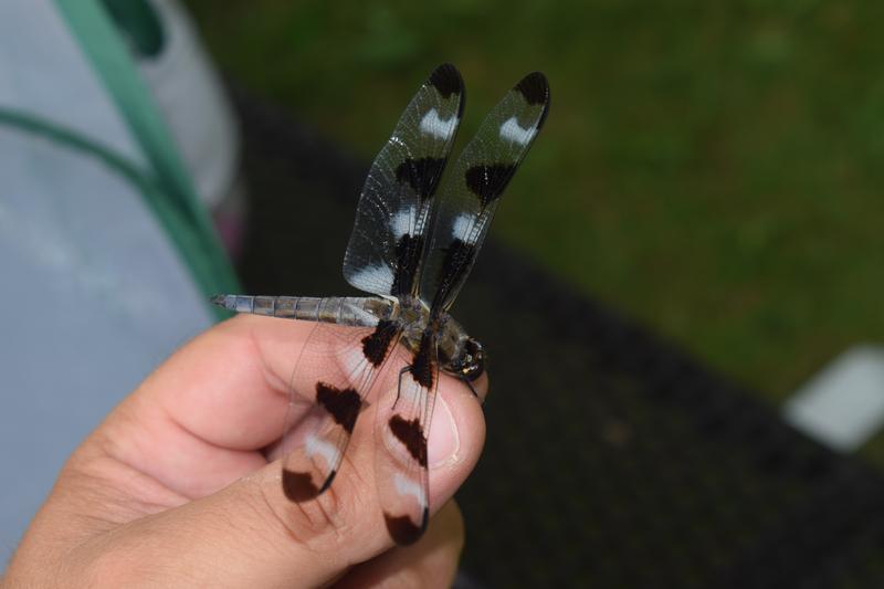 Photo of Twelve-spotted Skimmer