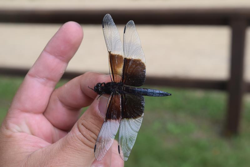 Photo of Widow Skimmer